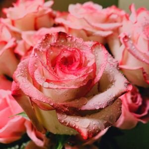 Розовые розы крупным планом