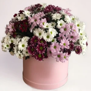 Коробка хризантем микс Алматы