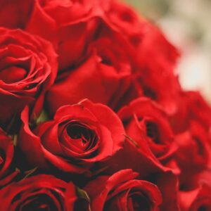 Красные розы Алматы