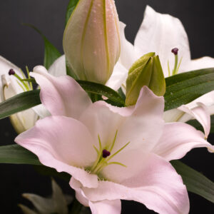 Лилии Алматы